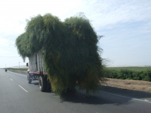 Typical Peruvian desert traffic