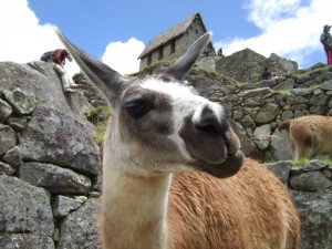 Big curious alpaca